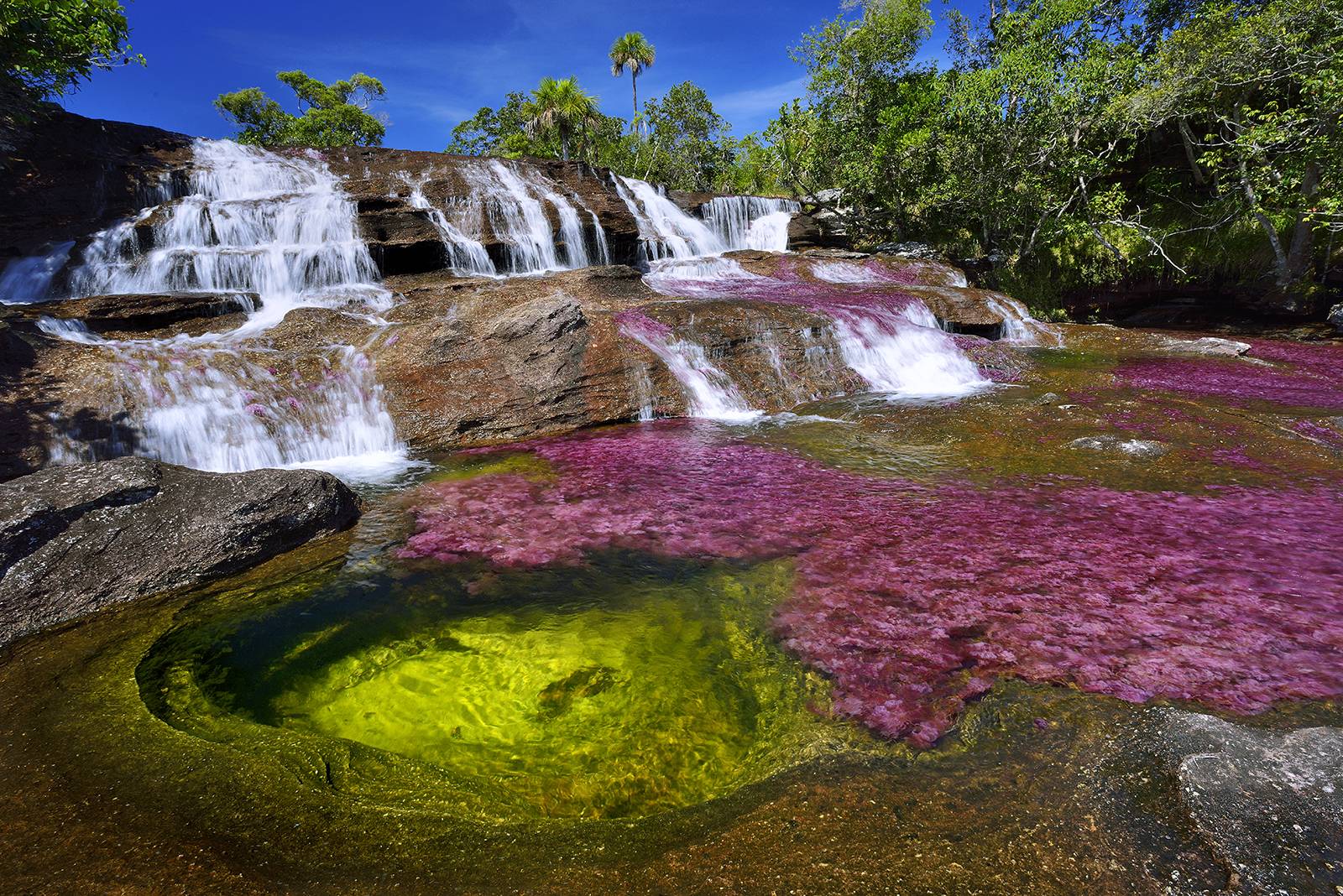 cano cristales river in colombia at the conclusion of wet season